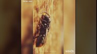 Resin bees🐝| a group of solitary bees, have a unique nesting behavior. subscribe this channel 👍