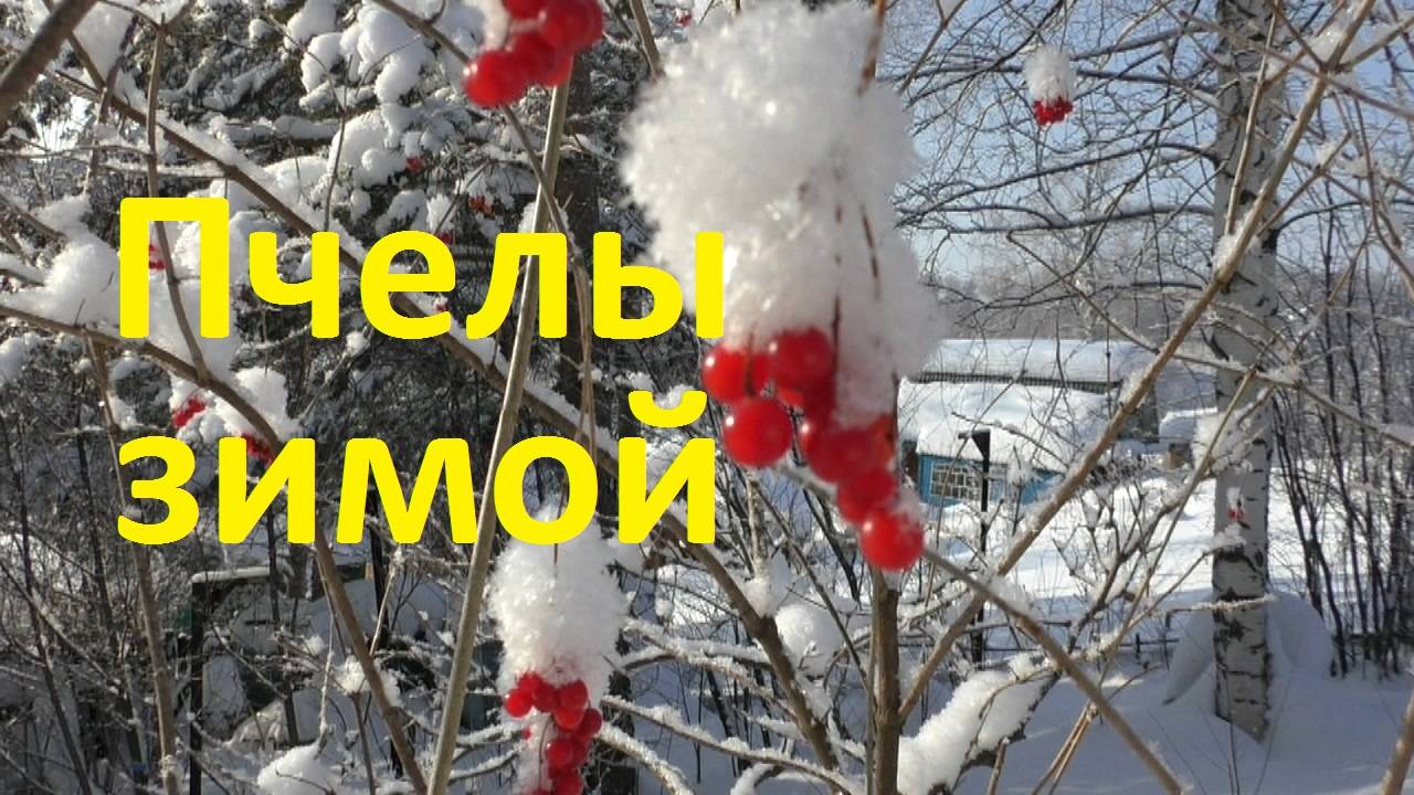 Подкормка пчел зимой - это хорошо или плохо