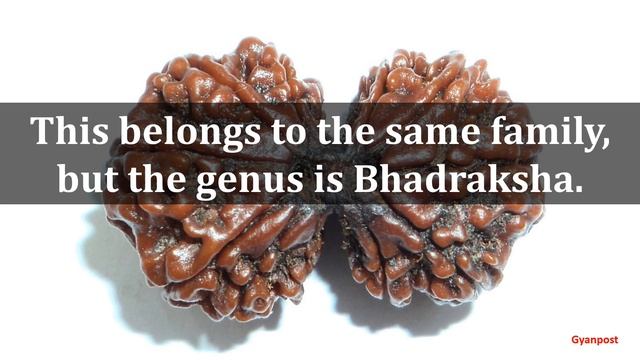 BENEFITS OF GAURI SHANKAR RUDRAKSHA