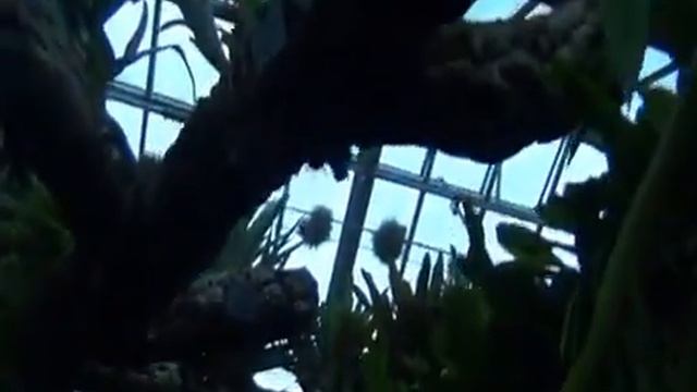 Como hacer flores comparte viaje al jardín botánico más grande del mundo 30