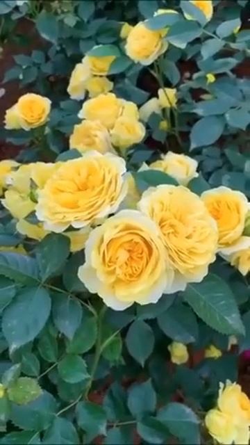 #Short | #Nature | Flowers Beauty💐 | Shorts Status