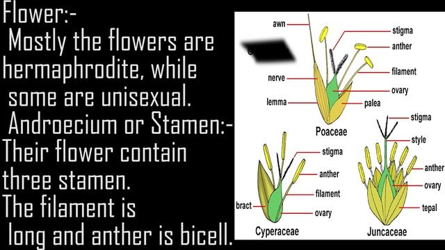 Family Poaceae || family poaceae in deatail | characteristics of family poacea ||