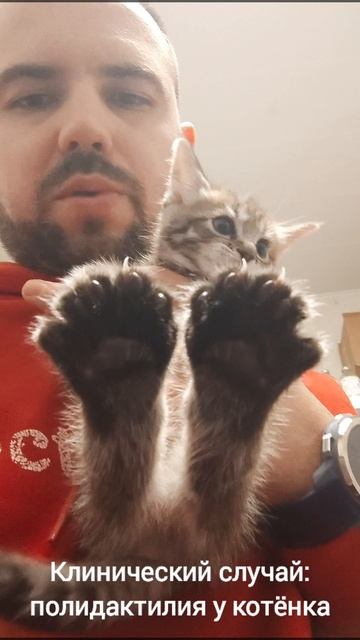 🐾 Полидактилия у кошек: что нужно знать владельцам 🐾