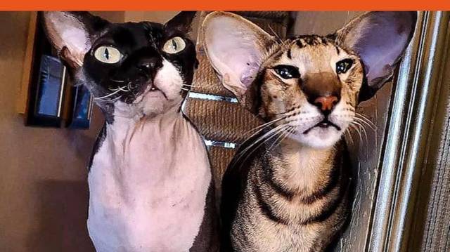 Лучше котодрома, только дополнение к существующему котодрому ))
