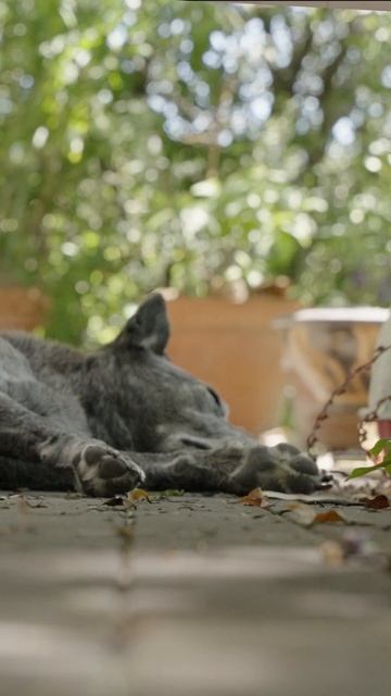 What Would Mitzi the Blue Heeler (Cattle Dog) Do with a Visa? - Told by Philippa
