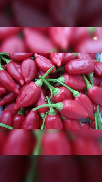 #Tabasco  contain Vitamin c 🤪😝😜 #shorts