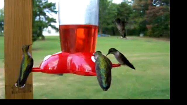 Hummingbirds