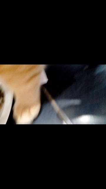 прогноз от фили