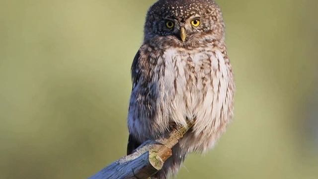 Glaucidium passerinum (Eurasian Pygmy Owl) 3. Other disturbed male call