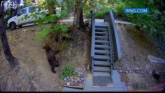 A bear tries to make friends with fake owl