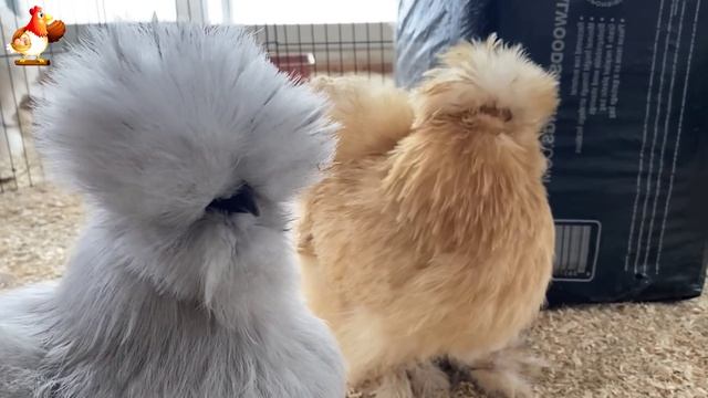 Идеальное птицеводство достойно восхищения 🐓🦆🦢🦚🦃🐔 эпизод (34)