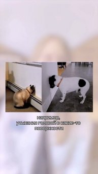 Веселые ролики - это не всегда смешно