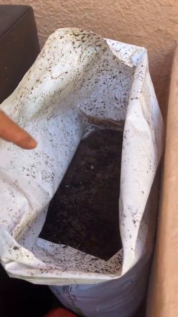 Выращиваем салаты на балконе ! Просто и легко огород дома ! Садим  любую свободную тару