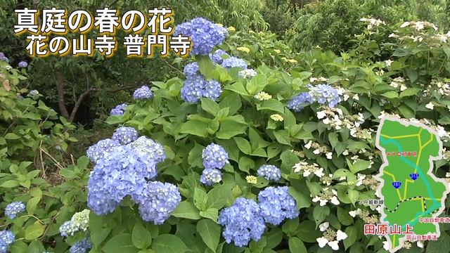 真庭観光PRビデオ02/16　真庭の春の花