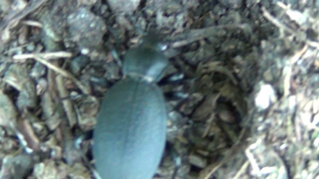 Lederlaufkäfer - Carabus coriaceus