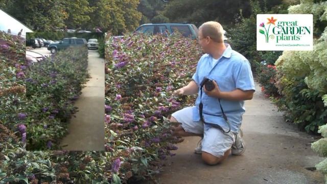 Miniature Butterfly Bush - Blue Chip (Lo & Behold) Buddleia