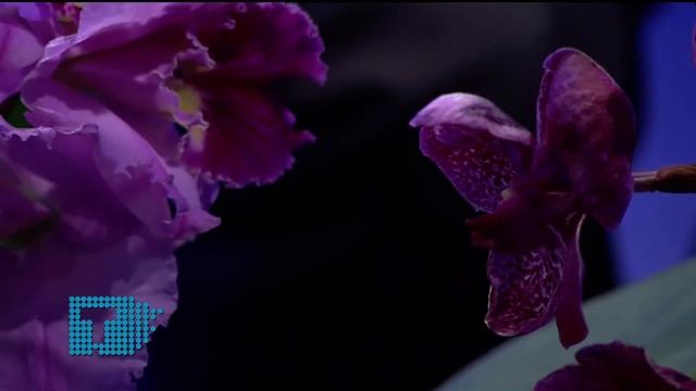 EXPOSICIÓN INTERNACIONAL DE ORQUÍDEAS | TRIBUNA