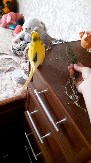 Сушенная трава попугаям зимой