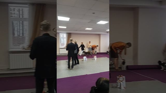 Инфинити на выставке собак