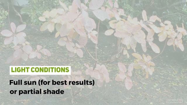Cotinus obovatus,  American Smoketree Growing Guide