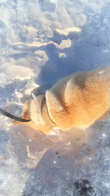 Вечерняя прогулка с собакой)🐕🐶🐾