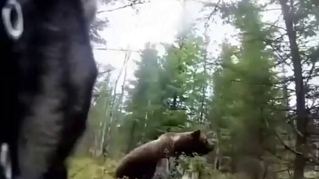 Пёс в Башкирии отогнал медведя, который вышел из чащи на его хозяев.