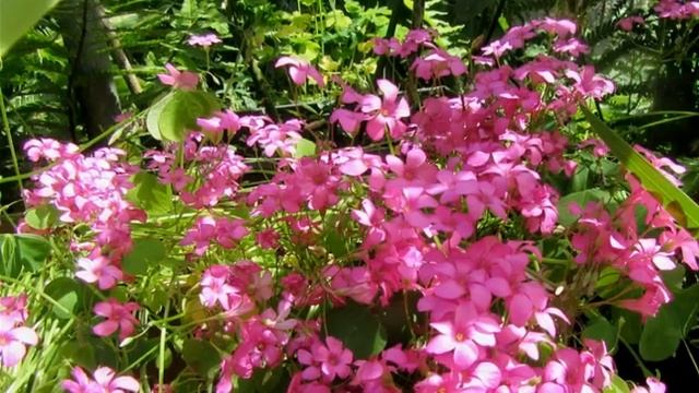 Ernesto Cortazar,..'Just For You',..( Concerto ),..My June Blooms 2018.