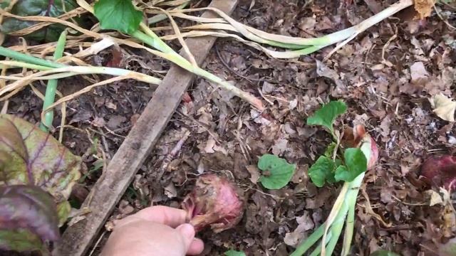 How to know when onions are ready to harvest | Onion harvest 2022