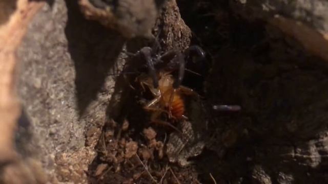 Scorplings fight over food
