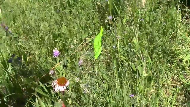 Small Syrphid visiting Echinacea