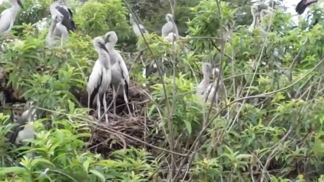 Birds in their natural habitat-a colony of openbill storks