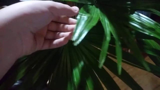 Chinese fan palms