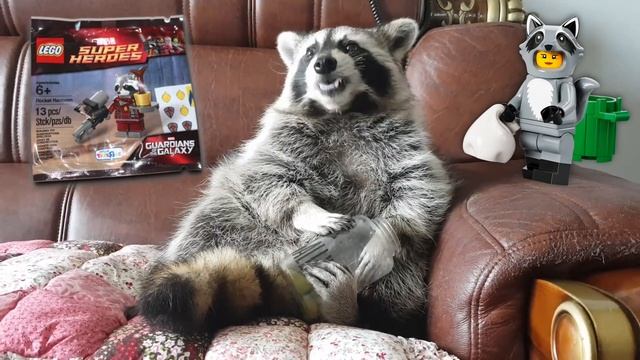 Top 10 LEGO Raccoons!