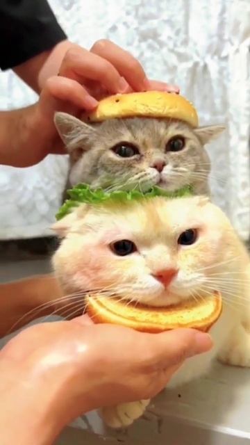 OMG😱 || 32K Cat's😸 Animals Video || Cute And Funny Cat🙀 Video #83 || Angel Animals || #shorts