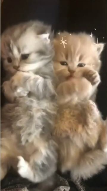 Смешные коты #36-10