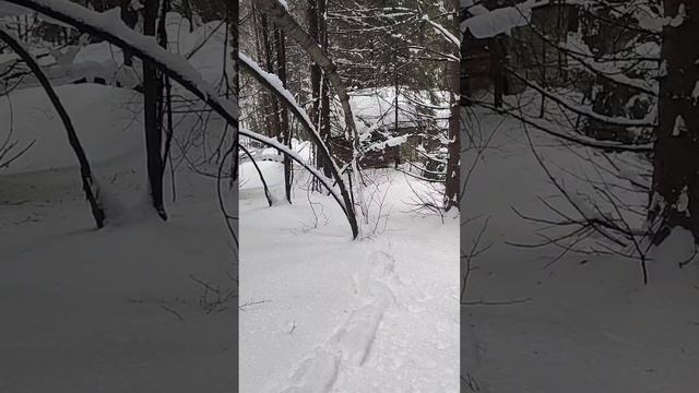 #городской_охотник . Пробный выезд в лес на лыжах. Идём до избы, хотим зайца.