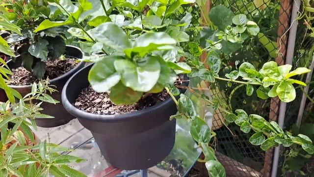 JASMINE, GRAND DUKE OF TUSCANY UPDATE