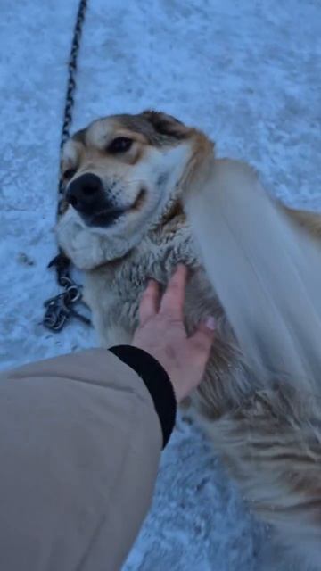 В вольере хорошо но на цепи лучше