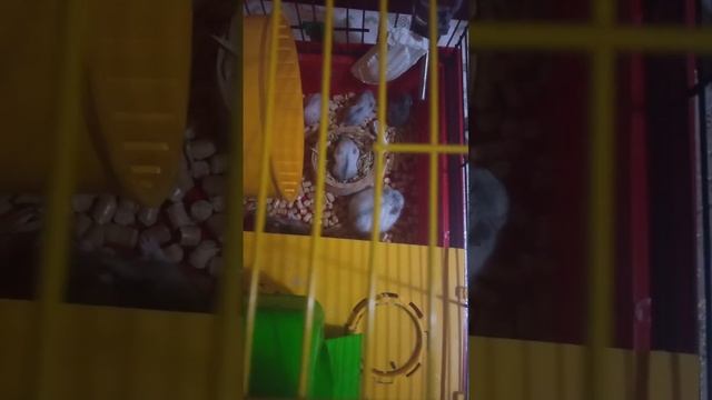 Хомячкам 2 недели.