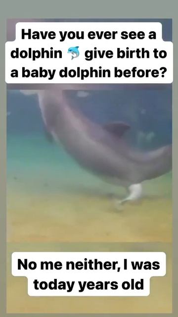 Ever seen a Dolphin giving birth? #shorts #trending