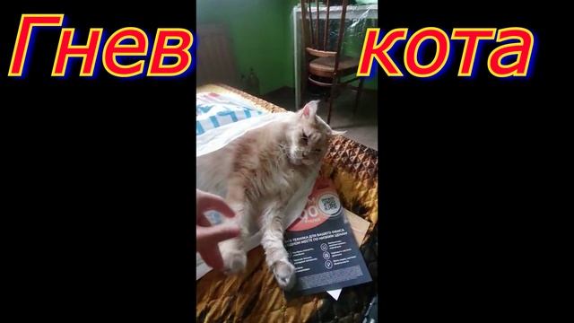 Кот в гневе