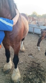 Жеребец тяжеловоз. Папа нашего Персея.