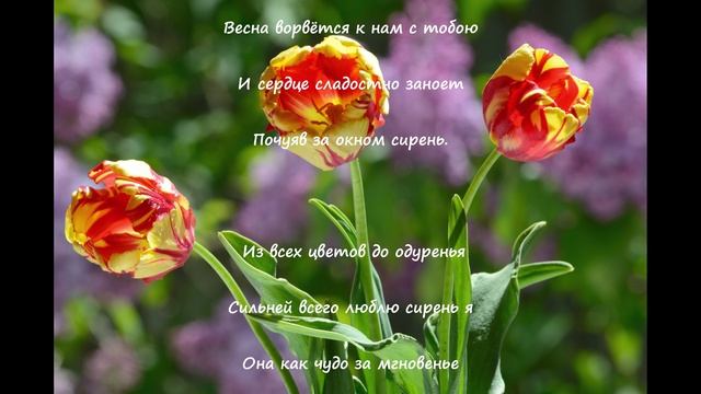 Сирень в саду