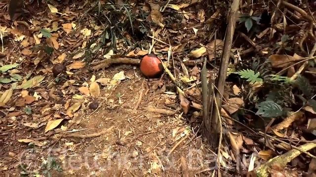 Rafflesia cantleyi bud, lowland rainforest, Malaysia. 51185.uhd