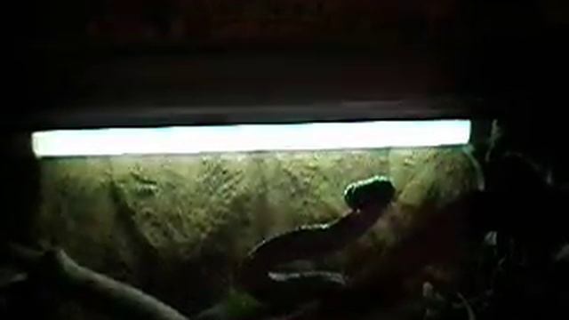 Boiga cyanea close up