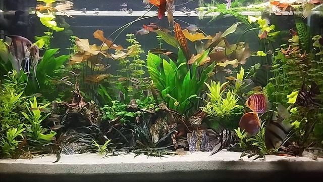 Aquarium Aftermath 17.12.2023 #114