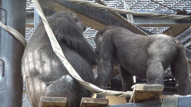 Still pampered little gorilla, getting food from Mom by mouth. Kintaro 5 years old｜Momotaro family