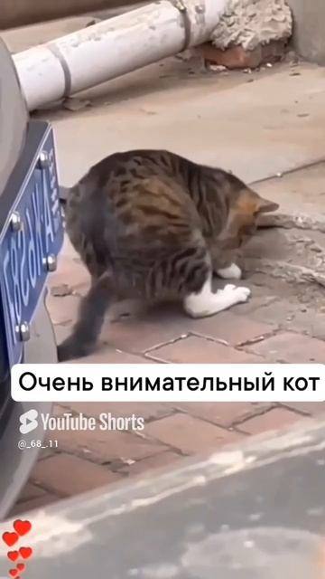 Кот добытчик