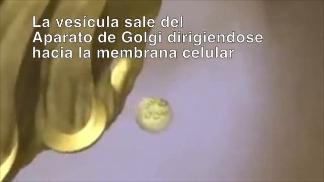 ЭКЗОЦИТОЗ экзосома и эндосомы