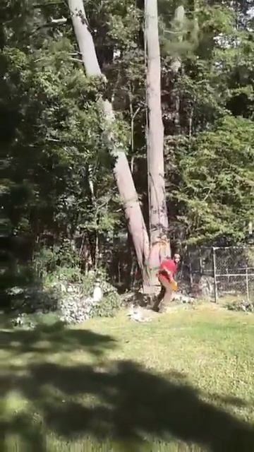 Fellingtek forestry and tree service